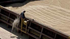 За первую декаду июня Россия на 1% увеличила экспорт пшеницы